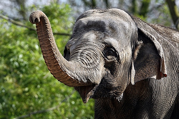 Indian Elephant Indian Elephant