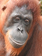Female Orangutan Portrait