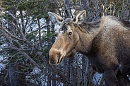 A Cow Moose in Alaska in Denali National Park