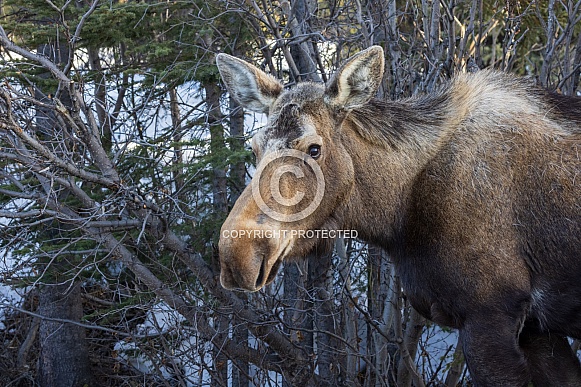 A Cow Moose in Alaska in Denali National Park