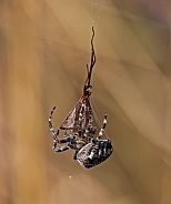 Garden cross Spider