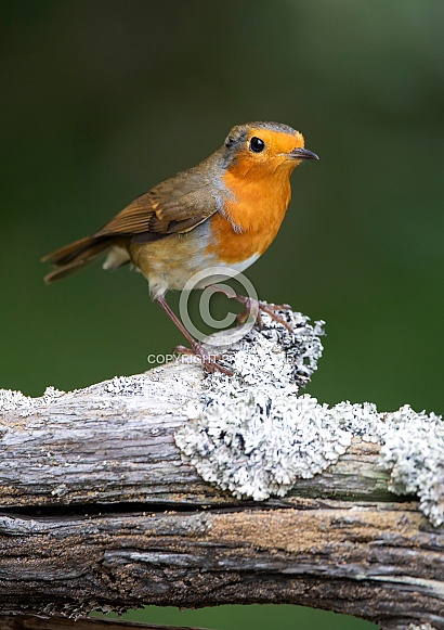 European Robin