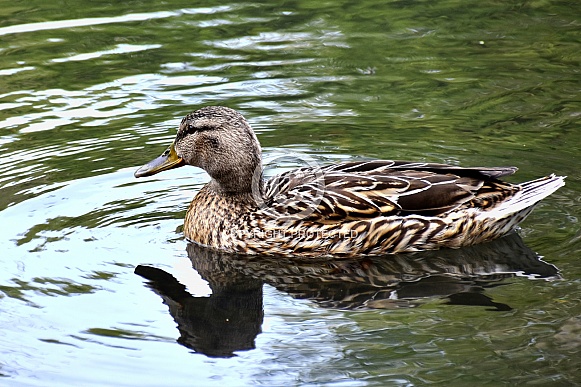 Mallard - Wild Duck