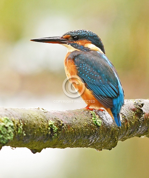 Kingfisher