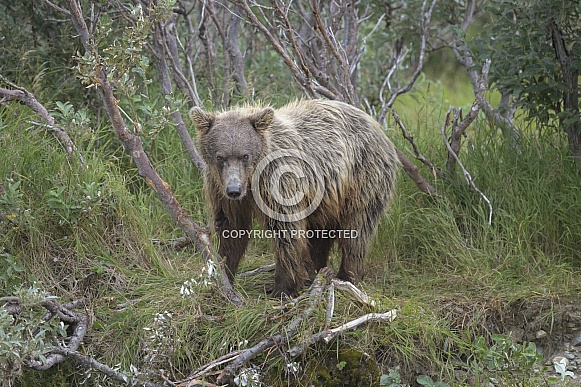 Brown Bear