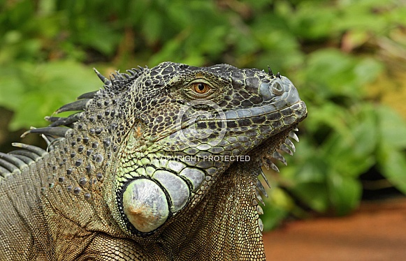 Green Iguana