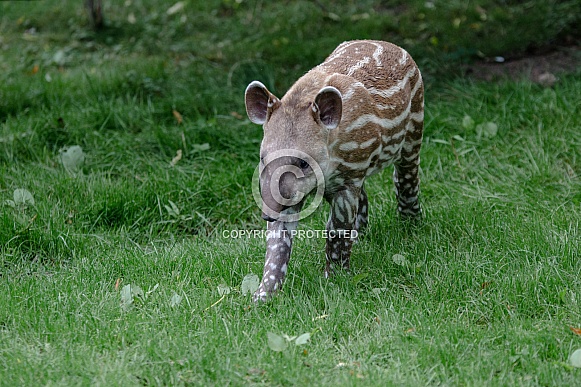 Tapir