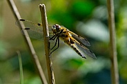 Four Spotted Chaser Dragonfly