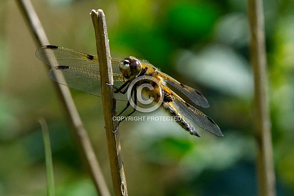 Four Spotted Chaser Dragonfly