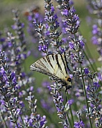 Scarce Swallowtail Buttefly