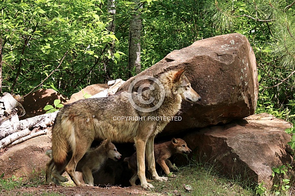 Wolf and Wolf Pups