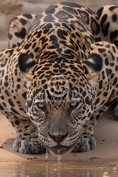 Jaguar Drinking