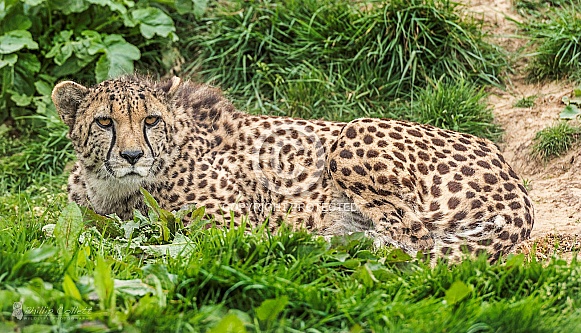 Cheetah