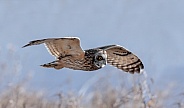 Short Eared Owl--SEO Skimming The Reeds