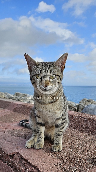 Tabby Baby Cat Tabby Baby Cat