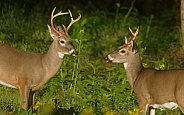 White tail deer