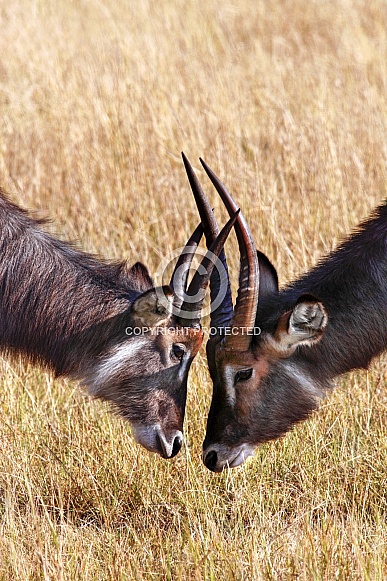 Waterbuck - Okavango Delta - Botswana