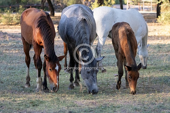 Salt River, AZ wild horses grazing