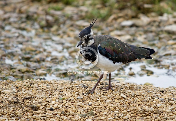 Lapwing Lapwing