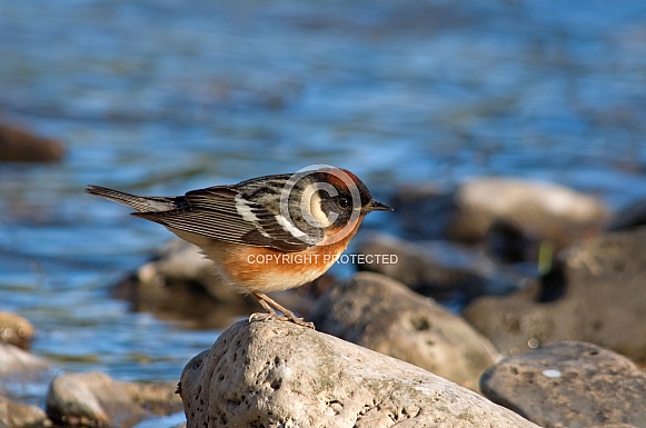 Bay-breasted Warbler