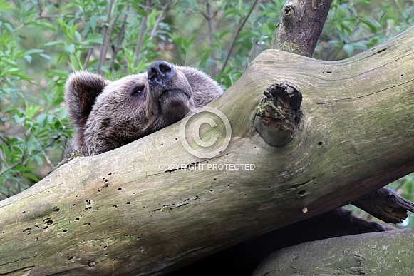 Brown Bear (Ursus arctos)