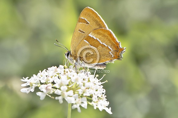 Brown hairstreak butterfly Brown hairstreak butterfly