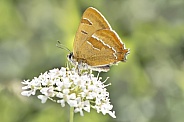 Brown hairstreak butterfly