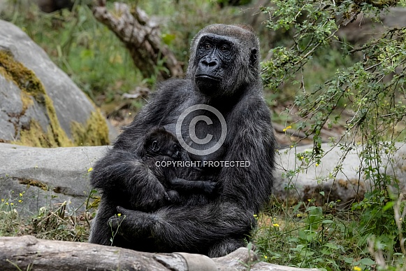 Western Lowland Gorilla