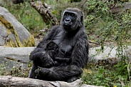 Western Lowland Gorilla