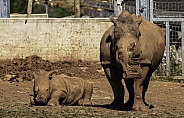 Southern White Rhino Mother and Calf