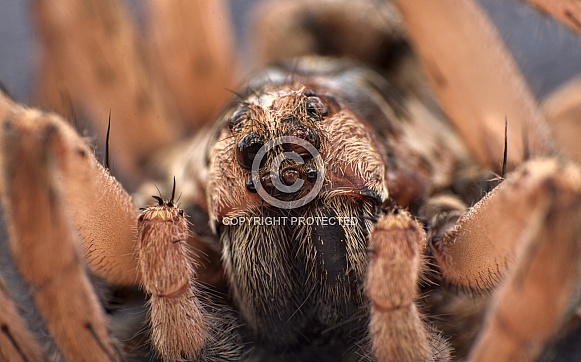 Wolf spider eyes