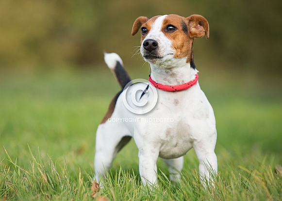 Smooth Coated Jack Russel Terrier