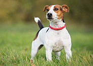 Smooth Coated Jack Russel Terrier