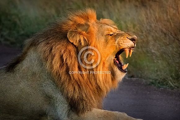 Lion