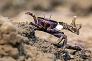 Crab (Uca tangeri)