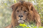 African Lion Close Up
