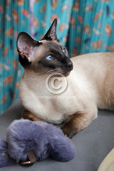 Siamese Domesticated Cat Siamese Domesticated Cat