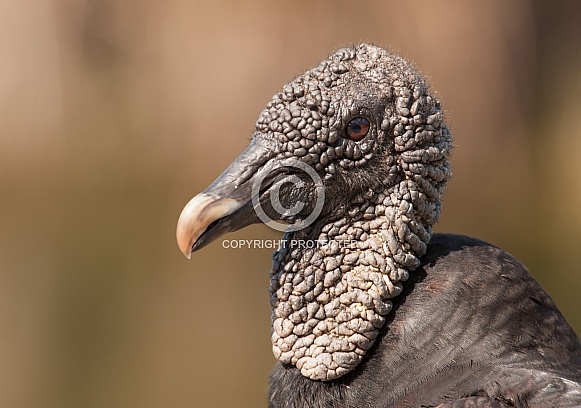 Black Vulture