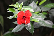 Red hibiscus (Hibiscus rosa-sinensis)