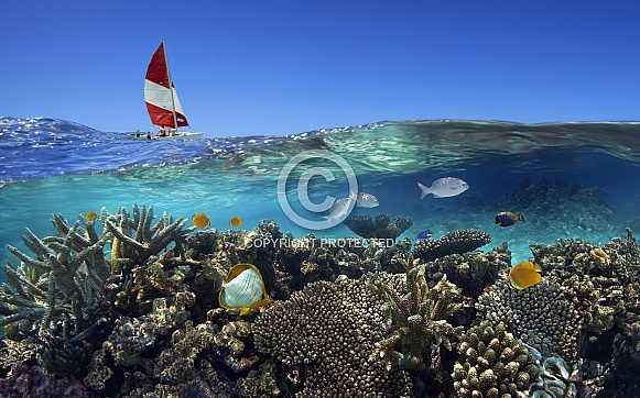 Tropical fish on a reef - Maldives