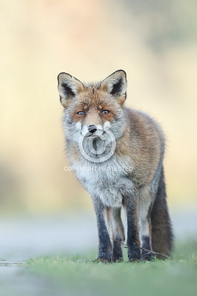Red fox in Nature Red fox in Nature