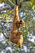 Yellow Cheeked Gibbon