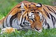 Tiger flat in the grass