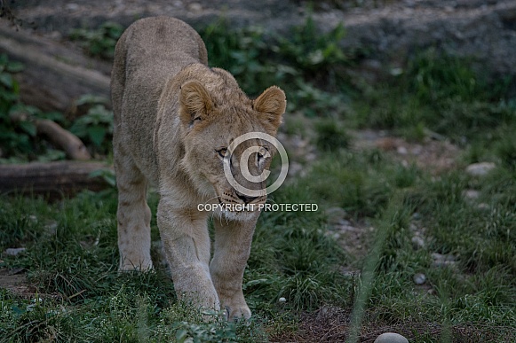 Lion cub