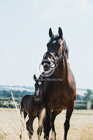 Warmblood Mare and Foal