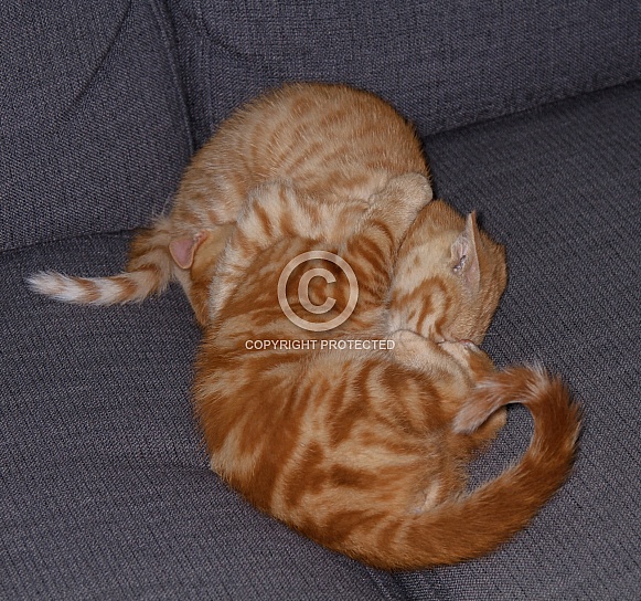 Two red kittens