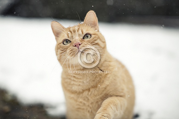 Ginger Cat Ginger Cat