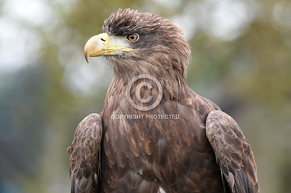 Sea Eagle