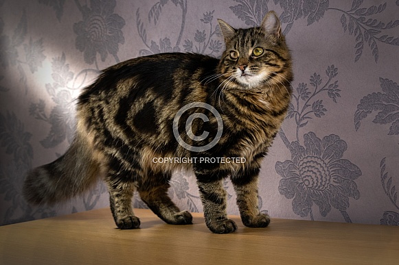 Domestic Cat Standing