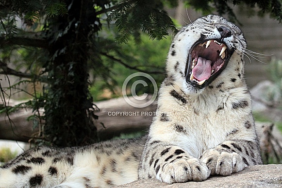 Snow Leopard